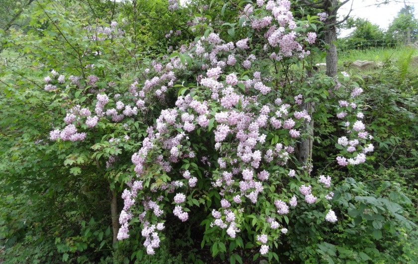 Location de vacances - Chalet à Estaing - RÊVE DE GOSSE jardin d'été