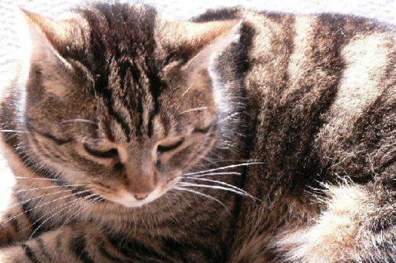 Location de vacances - Gîte à Pont-Farcy