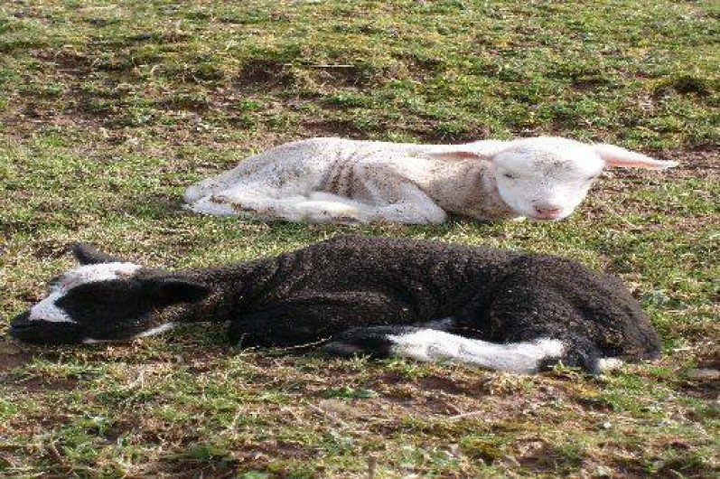 Location de vacances - Gîte à Pont-Farcy
