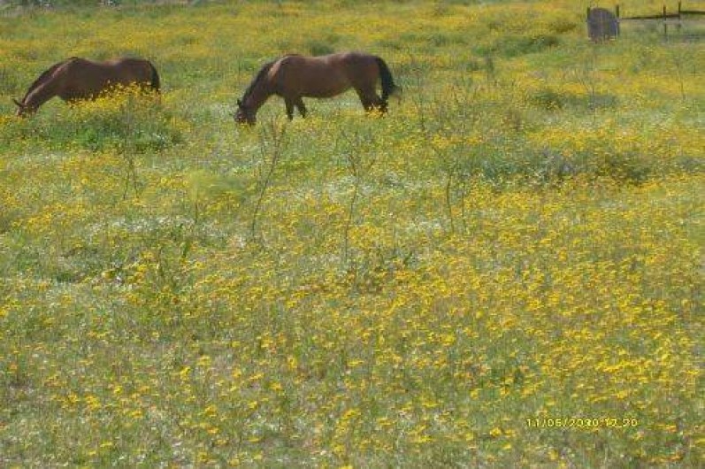 Location de vacances - Bungalow - Mobilhome à Saint-Florent