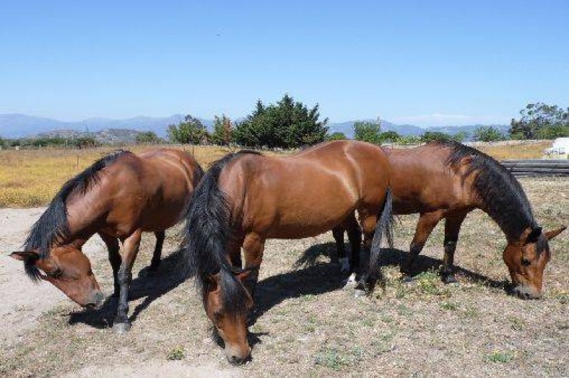 Location de vacances - Bungalow - Mobilhome à Saint-Florent - Nos chevaux pour le plaisir des yeux uniquement...