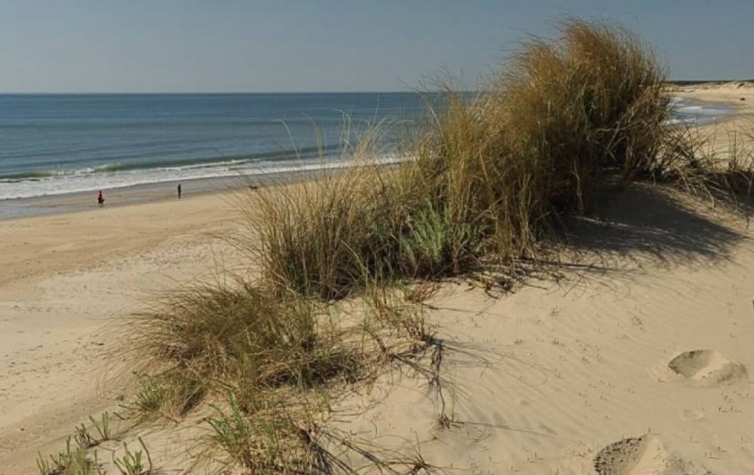 Location de vacances - Chambre d'hôtes à Grayan-et-l'Hôpital - Grayan-et-l’hôpital Plage sauvage de dunes
