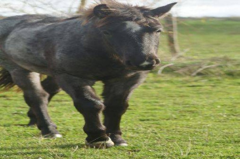 Location de vacances - Gîte à Sépeaux