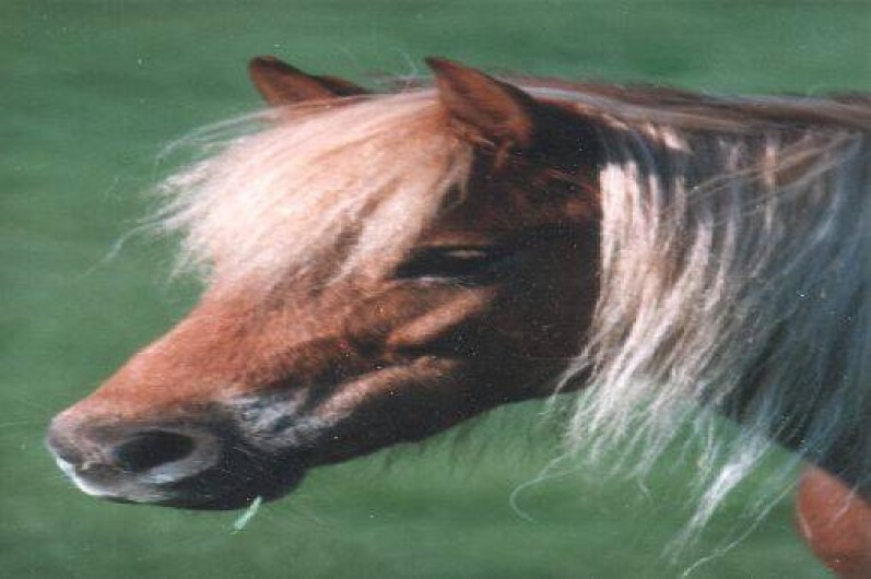 Location de vacances - Gîte à Sépeaux