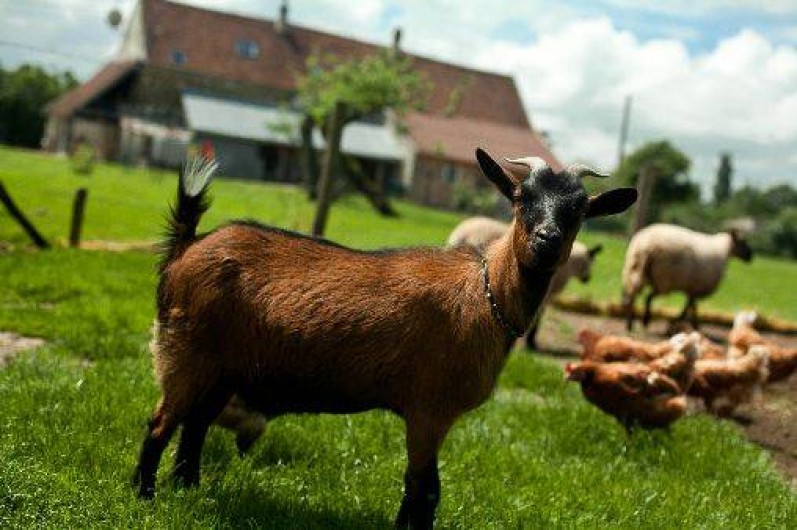 Location de vacances - Gîte à Amillis