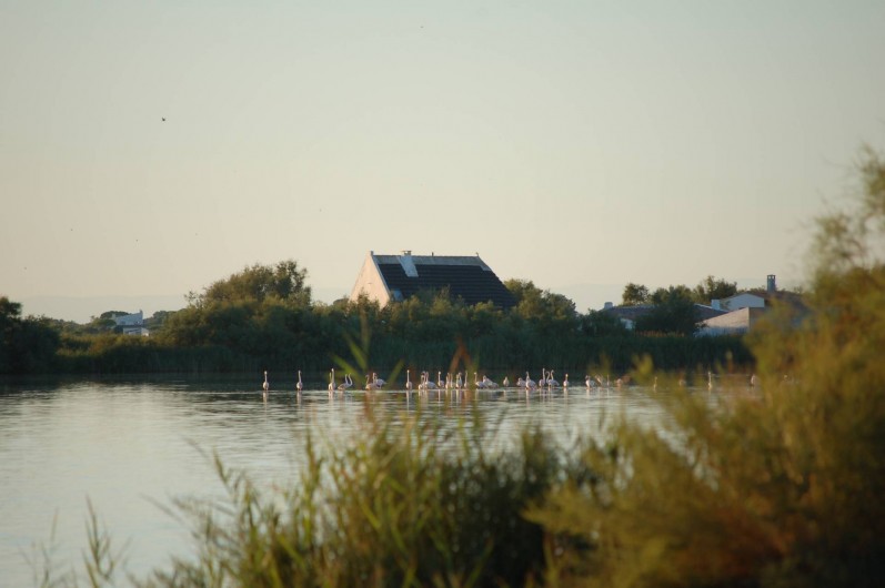 Location de vacances - Gîte à Saintes-Maries-de-la-Mer