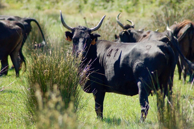 Location de vacances - Gîte à Saintes-Maries-de-la-Mer - Elevage de taureaux du Mas
