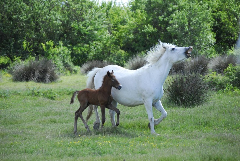 Location de vacances - Gîte à Saintes-Maries-de-la-Mer - Elevage de chevaux Camargue du Mas