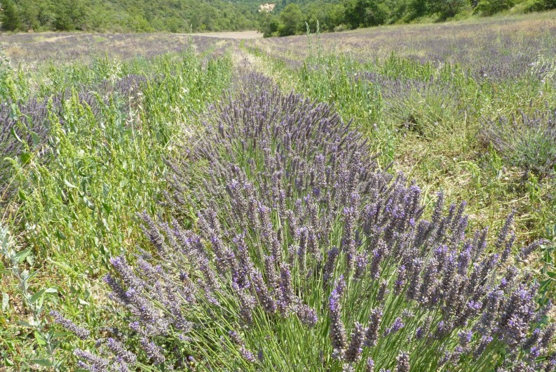 Location de vacances - Studio à Gréoux-les-Bains - La Provence...