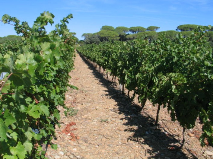 Location de vacances - Gîte à Mirepeisset - Nos Vignes