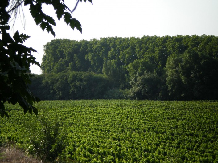 Location de vacances - Gîte à Mirepeisset - Vignoble