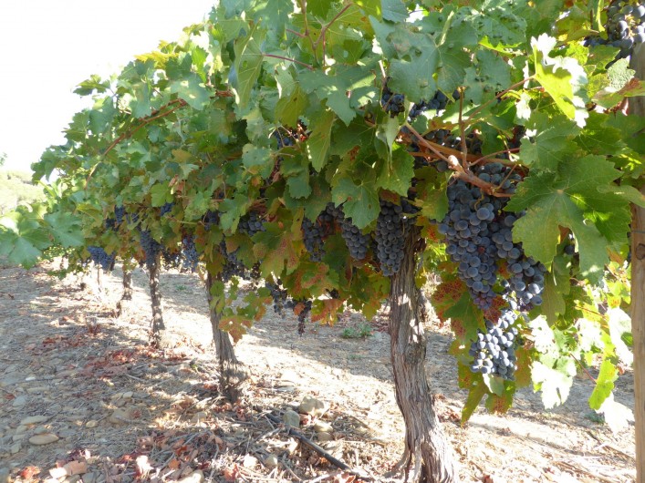 Location de vacances - Gîte à Mirepeisset - Vigne en contre bas du domaine
