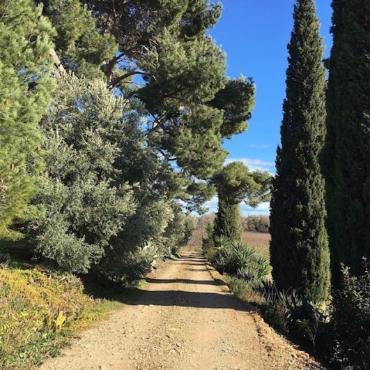 Location de vacances - Gîte à Mirepeisset - Accés au bas du domaine, vignoble