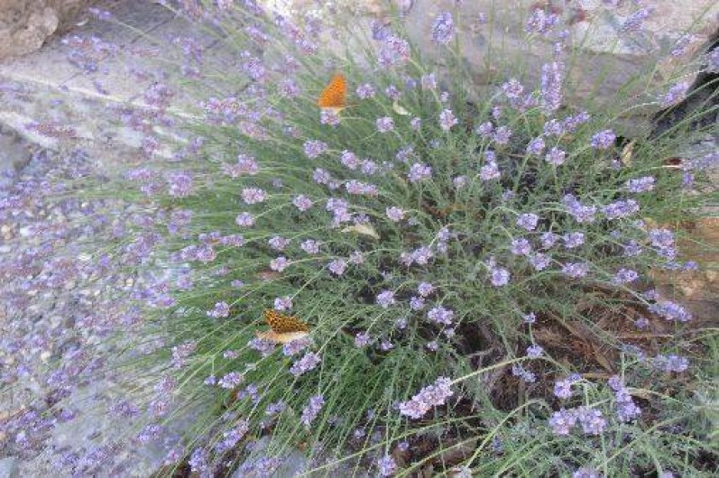 Location de vacances - Chambre d'hôtes à Les Vans - Lavande au jardin