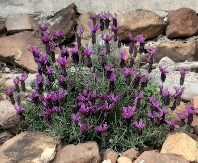 Location de vacances - Villa à Uzès