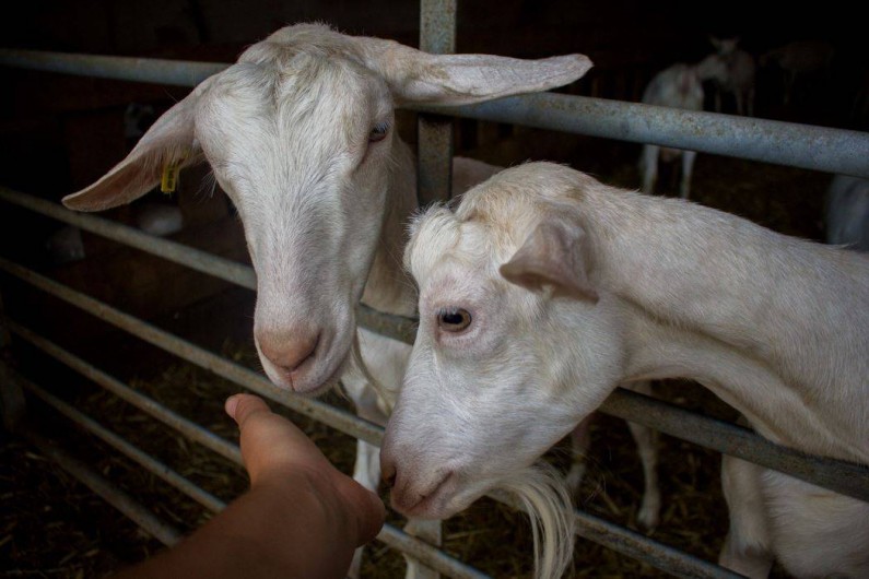 Location de vacances - Bungalow - Mobilhome à Villefranche-de-Rouergue - visite de la chevrerie avec traite des chèvres