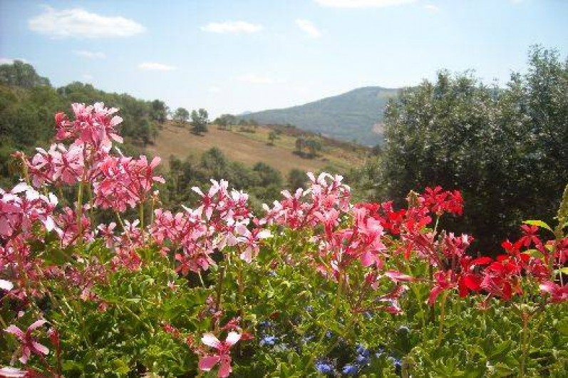 Location de vacances - Gîte à Prats-de-Mollo-la-Preste - Des fleurs partout.