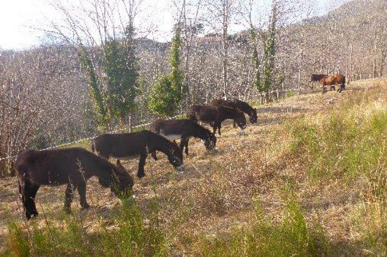Location de vacances - Gîte à Prats-de-Mollo-la-Preste - Nos ânes.