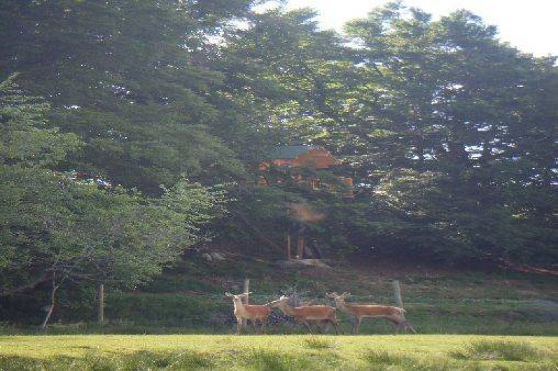 Location de vacances - Cabane dans les arbres à Paulhac-en-Margeride