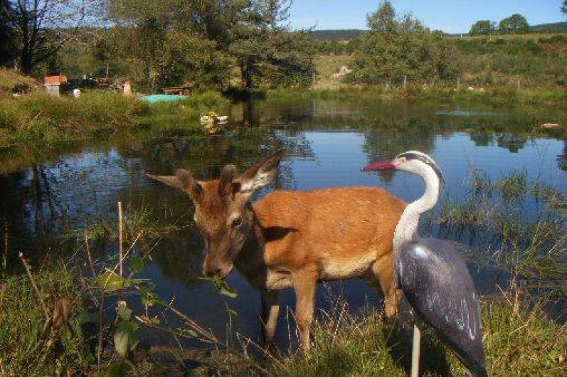 Location de vacances - Cabane dans les arbres à Paulhac-en-Margeride - Kiki dans sa jeunesse