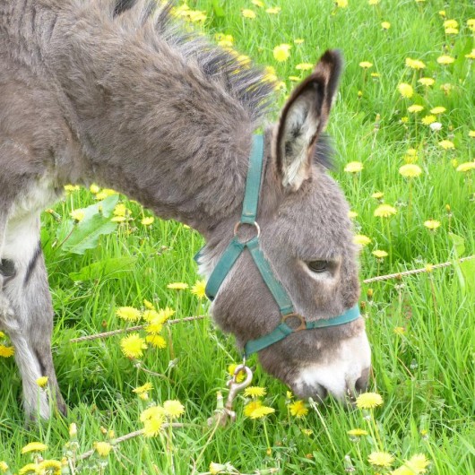 Location de vacances - Gîte à Tours-en-Vimeu - Sissi notre mascotte