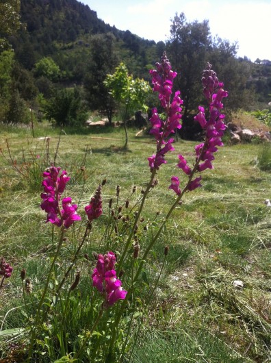 Location de vacances - Mas à Saint-Privat