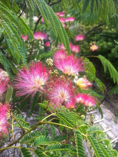 Location de vacances - Mas à Saint-Privat