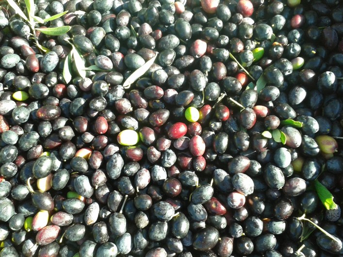 Location de vacances - Gîte à Saint-Jean-de-Serres - cueillette des olives noires   Octobre à Décembre (huile)