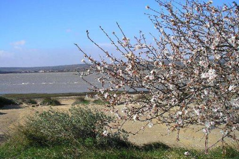 Location de vacances - Appartement à Port Leucate