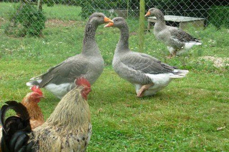 Location de vacances - Gîte à Plouvorn