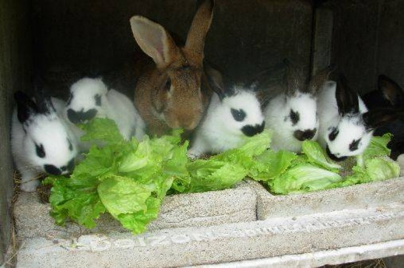 Location de vacances - Gîte à Plouvorn