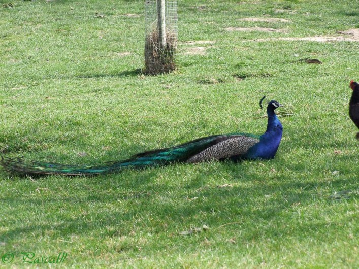 Location de vacances - Gîte à Pleudihen-sur-Rance - Le paon dans le verger de pommiers