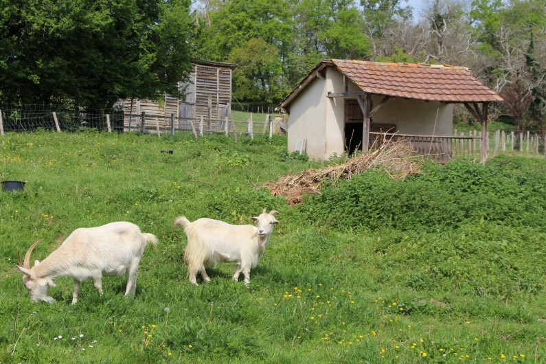 Location de vacances - Gîte à Saint-Front-de-Pradoux - Environnement avec animaux