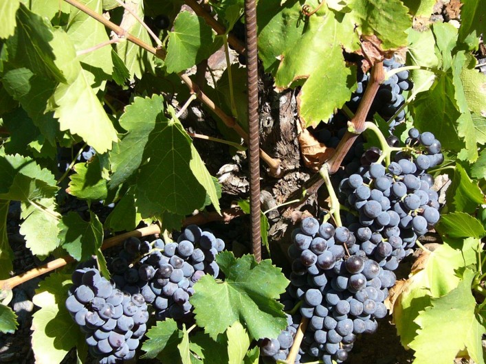 Location de vacances - Gîte à Cerbère - Plaisir des randonnées sentiers des vignes