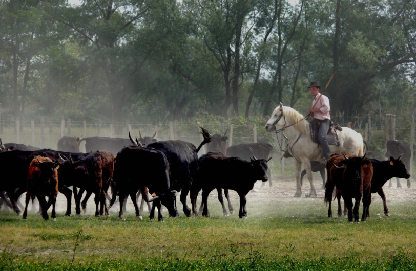 Location de vacances - Gîte à Arles - Gardian au milieu du troupeau