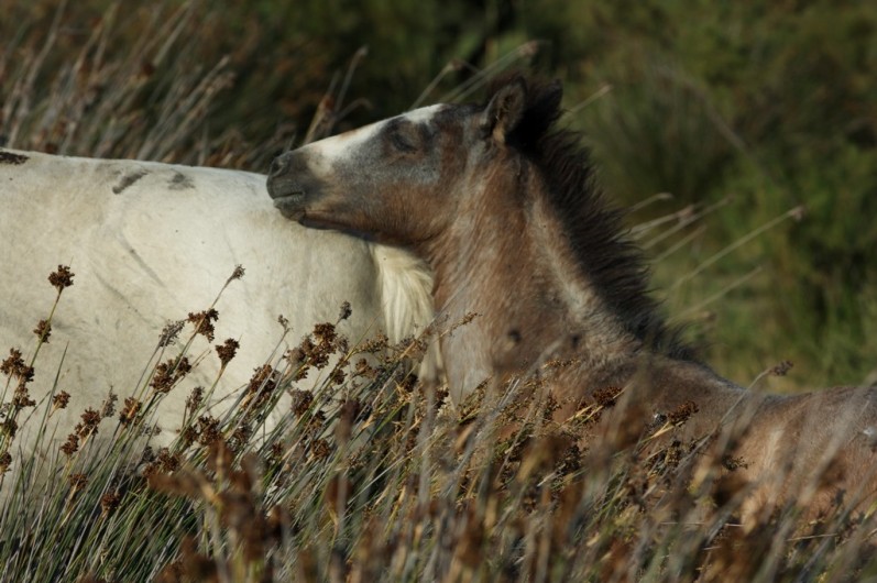 Location de vacances - Gîte à Arles - Poulain de la manade