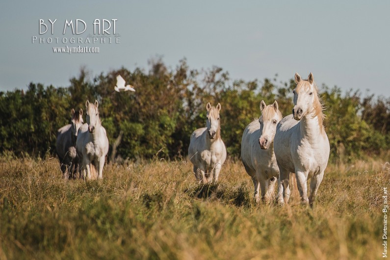 Location de vacances - Gîte à Arles - Nos chevaux