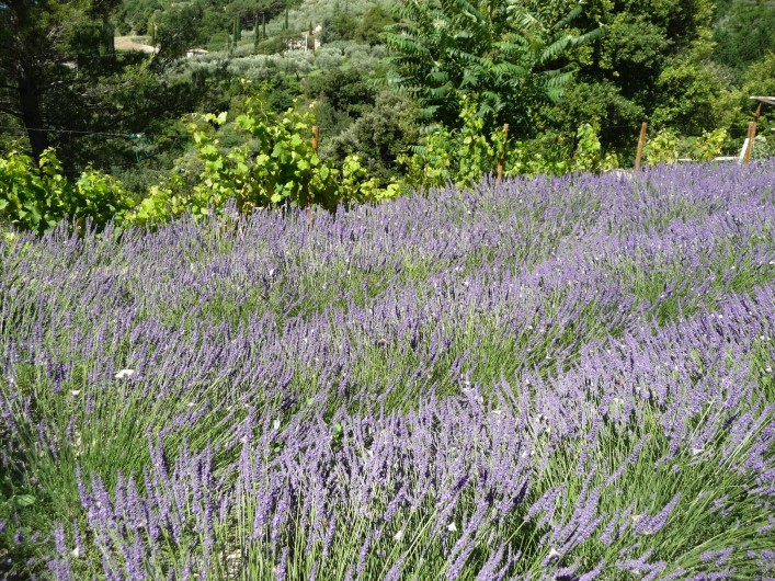 Location de vacances - Gîte à Aubres - Lavandes