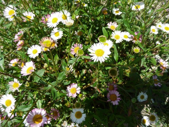 Location de vacances - Gîte à Aubres