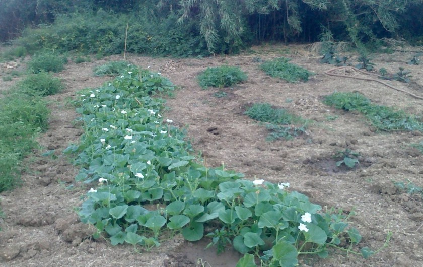Location de vacances - Villa à Calatafimi - le jardin bio