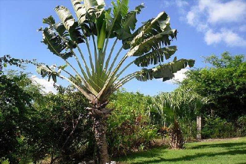 Location de vacances - Bungalow - Mobilhome à Sainte-Anne