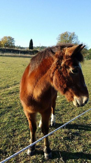 Location de vacances - Gîte à Servas