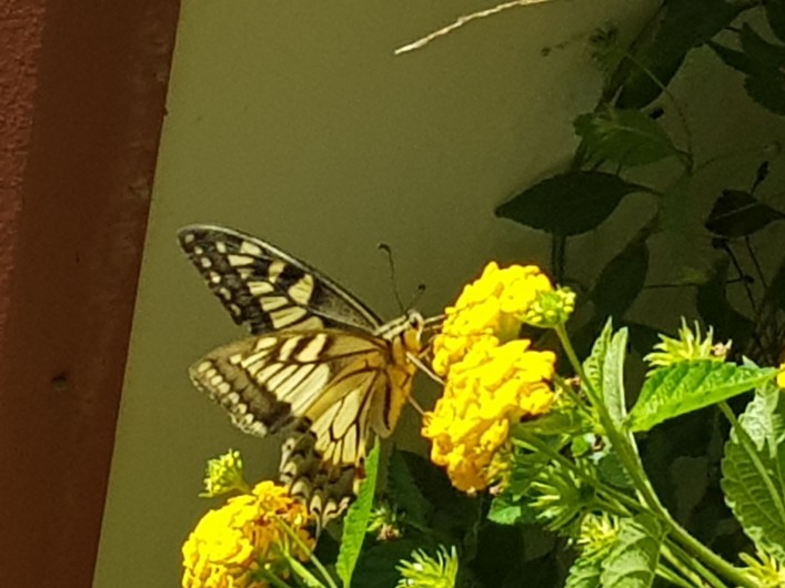 Location de vacances - Maison - Villa à Pula