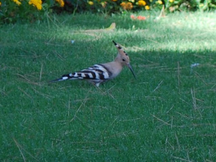 Location de vacances - Maison - Villa à Pula