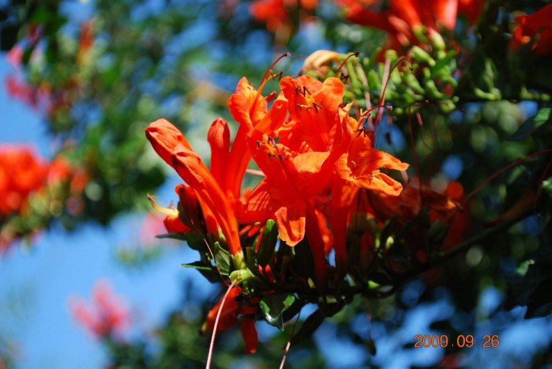 Location de vacances - Maison - Villa à Pula