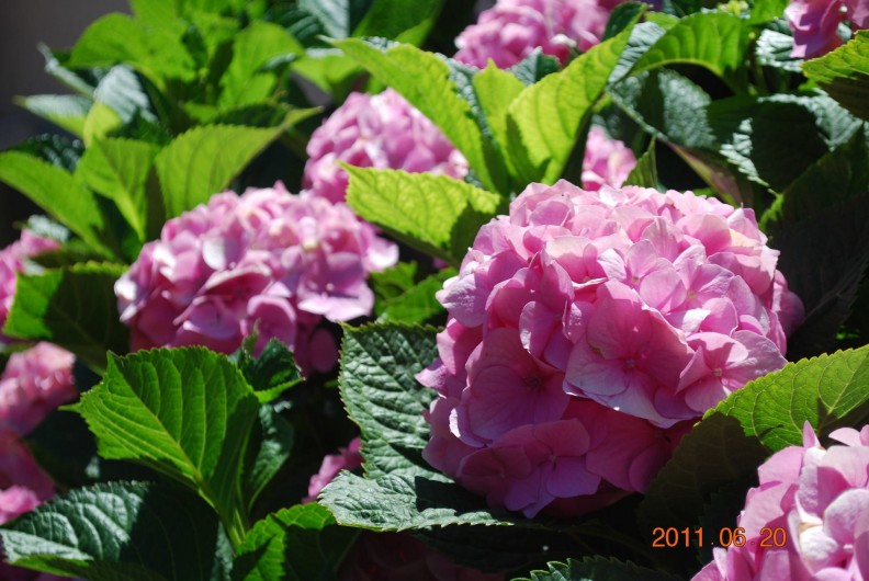 Location de vacances - Maison - Villa à Pula