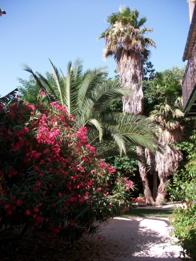 Location de vacances - Chambre d'hôtes à Fabrègues - Un jardin intérieur à la végétation luxuriante.