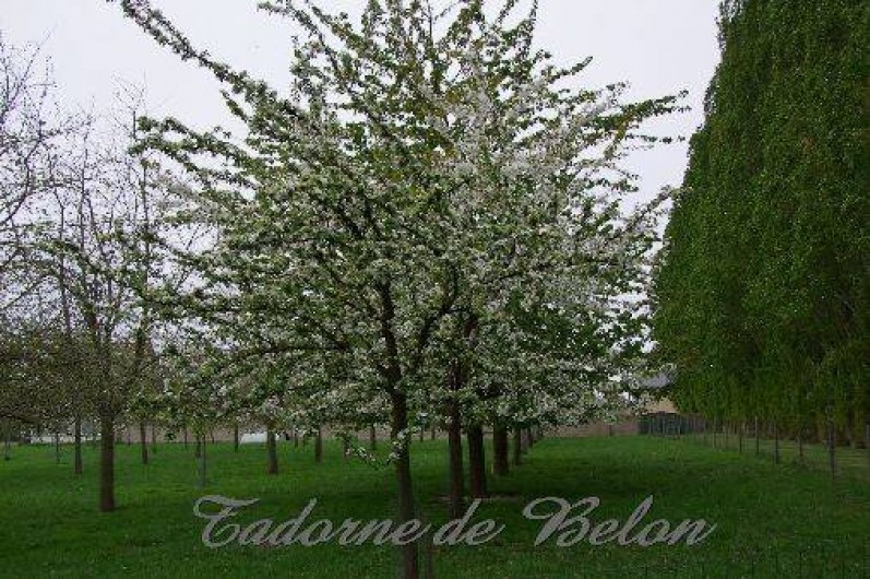 Location de vacances - Gîte à Pleudihen-sur-Rance - Vue sur le verger de pommiers