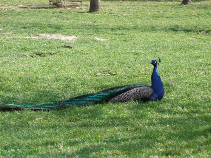 Location de vacances - Gîte à Pleudihen-sur-Rance - Paon sur la pelouse
