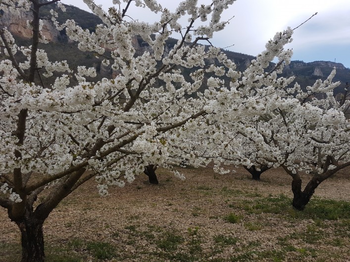 Location de vacances - Gîte à La Cresse - Le temps des cerisiers en fleurs